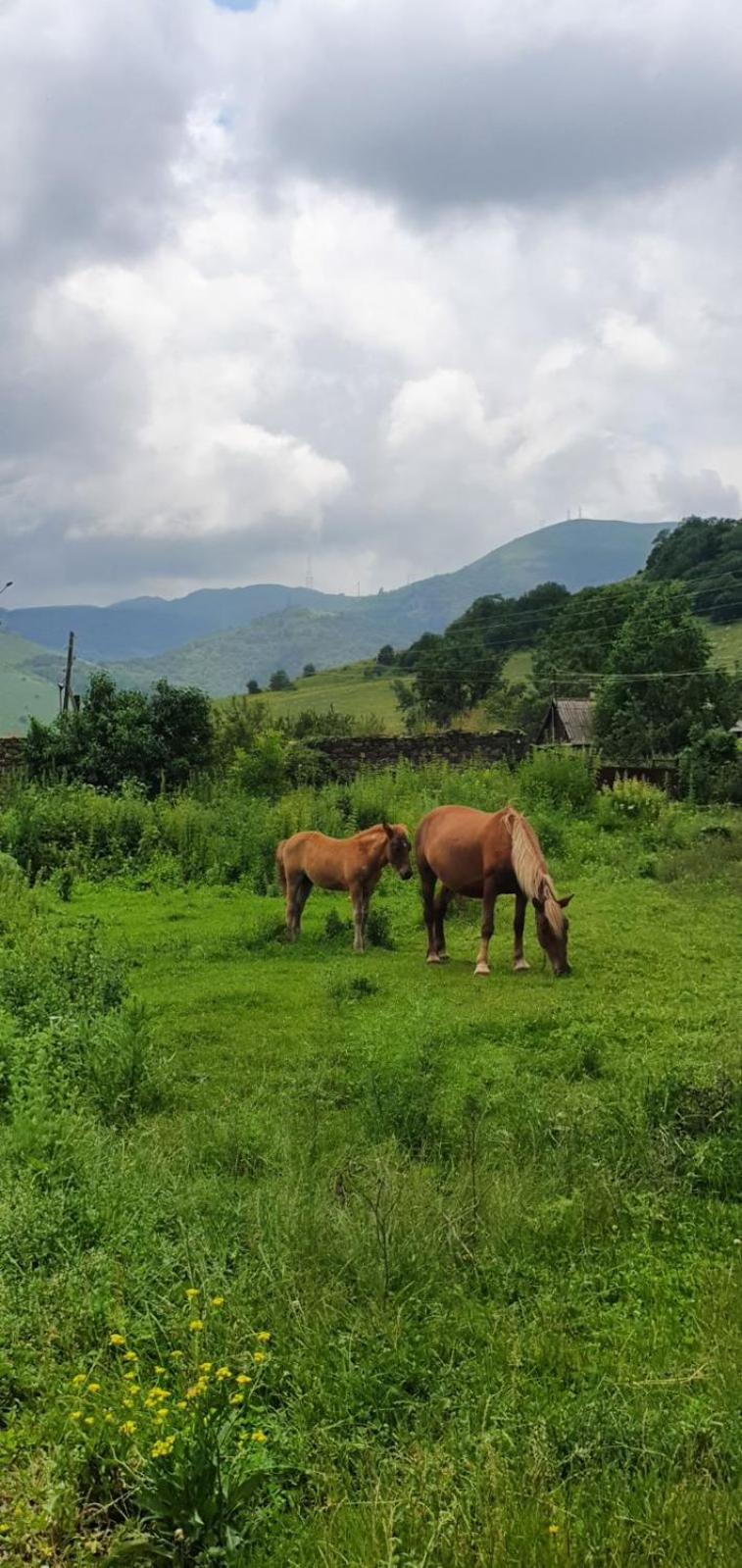 Green Agarak Guest House Near Dendropark, Stepanavan Gyulagarak المظهر الخارجي الصورة